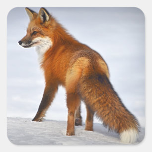 Red Fox in Winter Snow Square Sticker