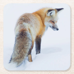 Red Fox in Winter Square Paper Coaster