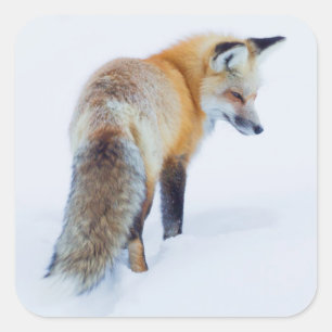 Red Fox in Winter Square Sticker