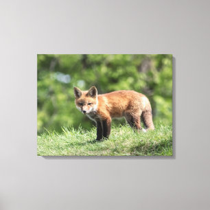 Red Fox Kit Canvas Print