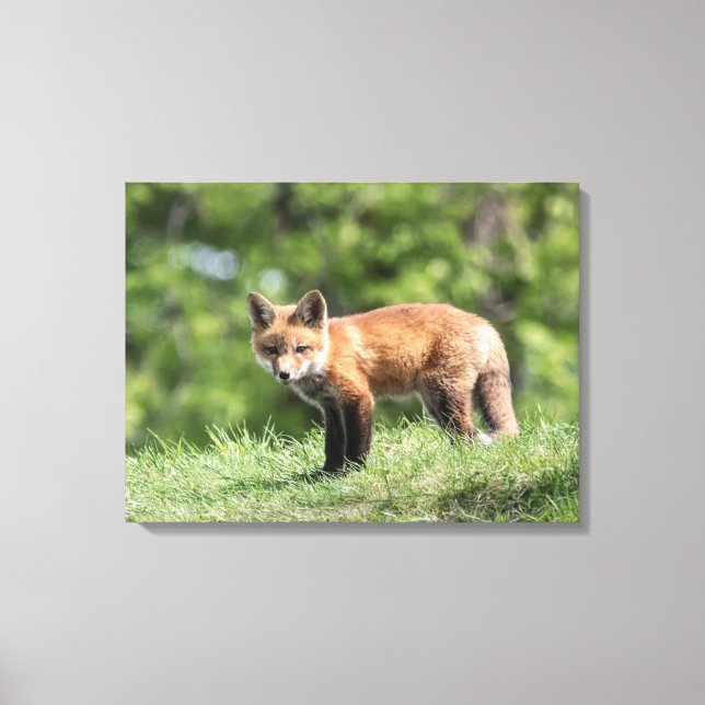 Red Fox Kit Canvas Print (Front)