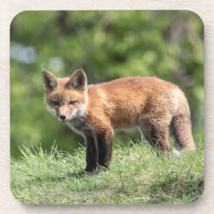 Red Fox Kit Coaster