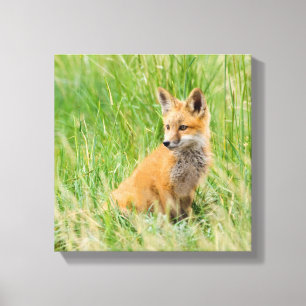 Red Fox Kit in grass near den Canvas Print