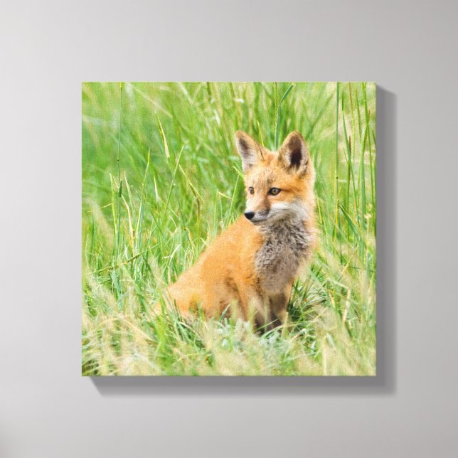 Red Fox Kit in grass near den Canvas Print (Front)