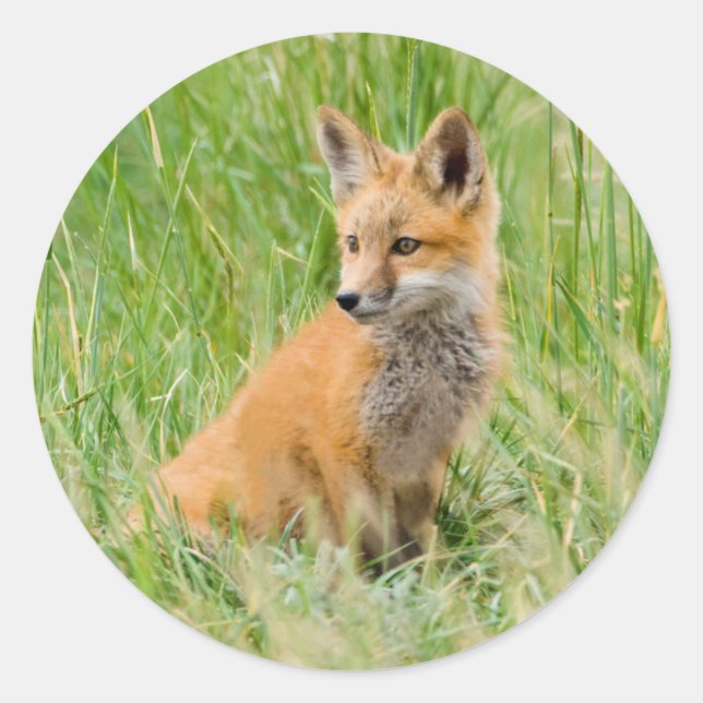 Red Fox Kit in grass near den Classic Round Sticker (Front)