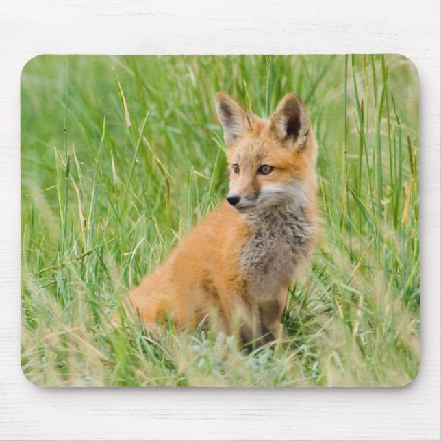 Red Fox Kit in grass near den Mouse Mat (Front)