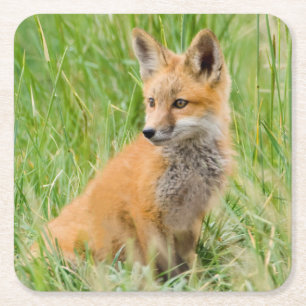 Red Fox Kit in grass near den Square Paper Coaster
