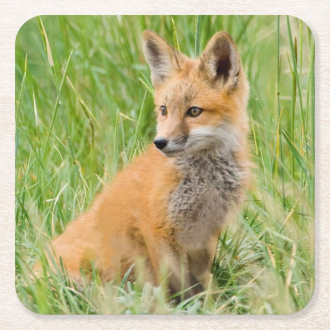 Red Fox Kit in grass near den Square Paper Coaster (Front)