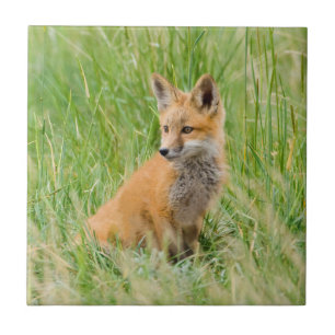 Red Fox Kit in grass near den Tile