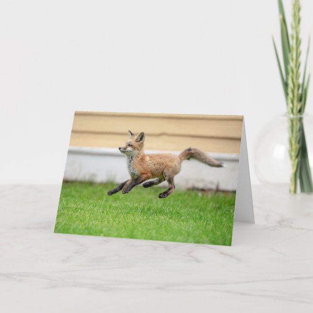 Red Fox Kit in The Hudson Valley Card (Front)