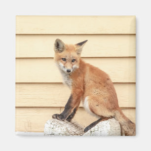 Red Fox Kit in The Hudson Valley Magnet