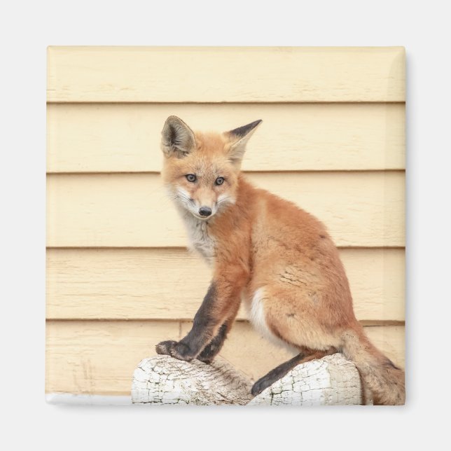 Red Fox Kit in The Hudson Valley Magnet (Front)