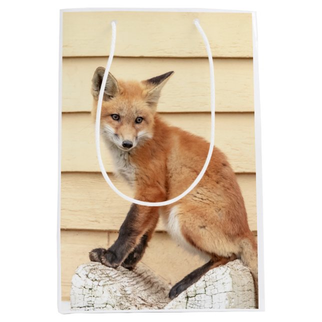 Red Fox Kit in The Hudson Valley Medium Gift Bag (Front)