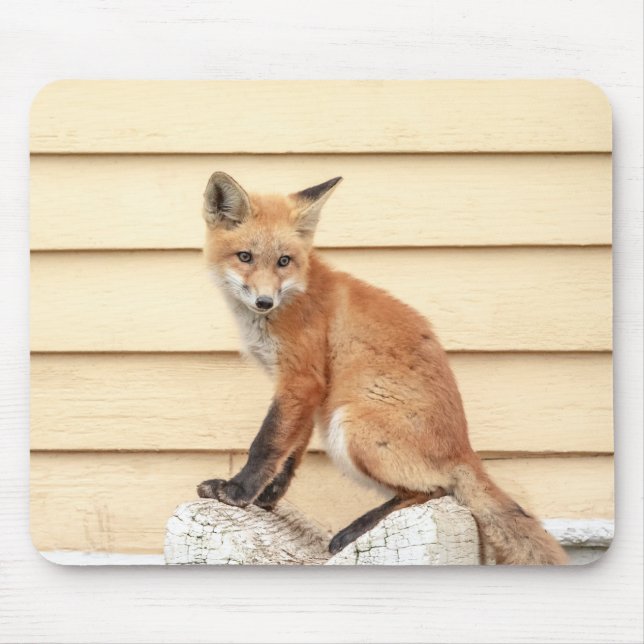 Red Fox Kit in The Hudson Valley Mouse Mat (Front)
