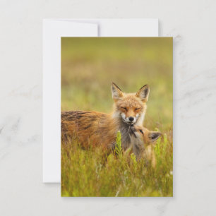 Red Fox Kit Looking Up to Momma Greeting Card