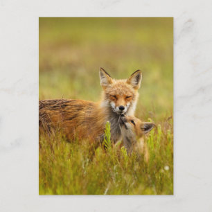 Red Fox Kit Looking Up to Momma Post Card