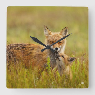 Red Fox Kit Looking Up to Momma  Square Wall Clock