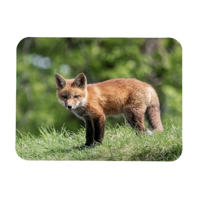 Red Fox Kit Magnet (Horizontal)