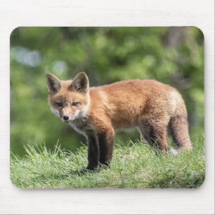 Red Fox Kit Mouse Mat