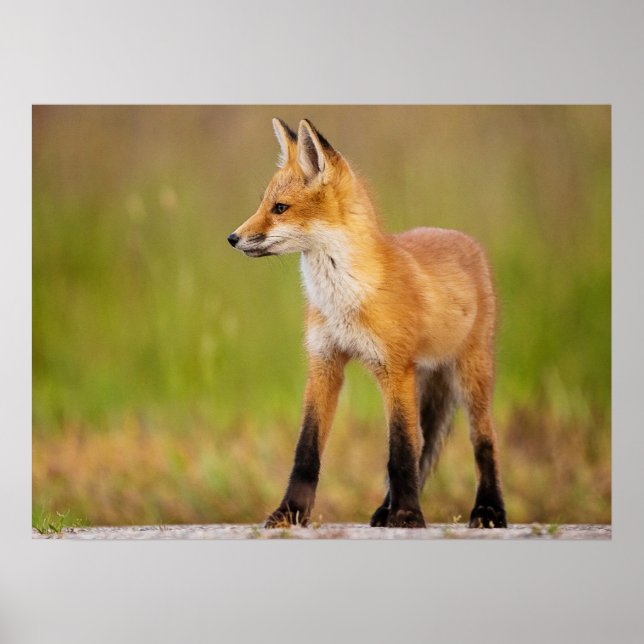 Red Fox Kit Poster (Front)