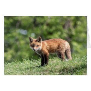 Red Fox Kits