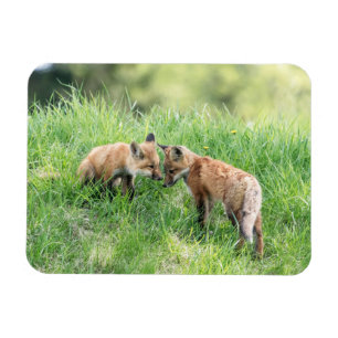 Red Fox Kits Magnet