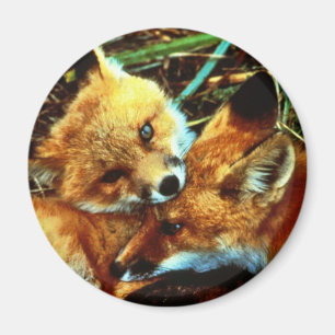 Red Fox Kits Magnet