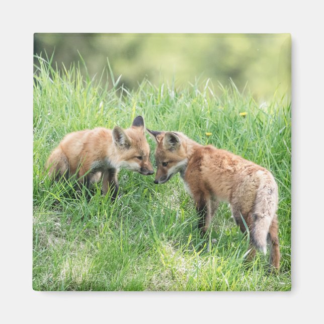 Red Fox Kits Magnet (Front)