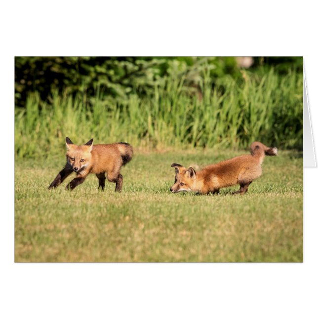 Red Fox Kits Playing (Front Horizontal)