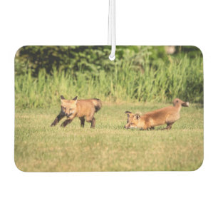 Red Fox Kits Playing Car Air Freshener