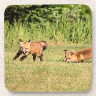 Red Fox Kits Playing Coaster