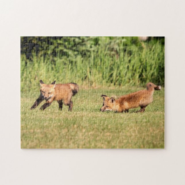 Red Fox Kits Playing Jigsaw Puzzle (Horizontal)