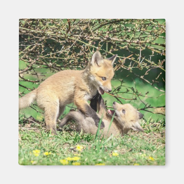 Red Fox Kits Playing Magnet (Front)