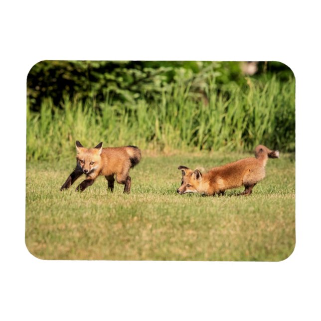 Red Fox Kits Playing Magnet (Horizontal)
