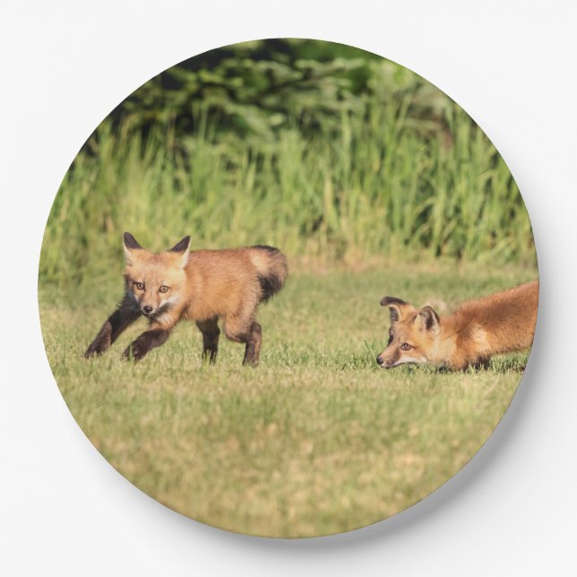 Red Fox Kits Playing Paper Plate (Front)