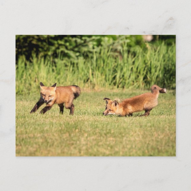 Red Fox Kits Playing Postcard (Front)
