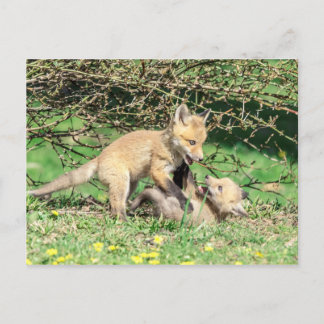 Red Fox Kits Playing Postcard