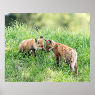 Red Fox Kits Poster