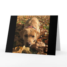 Red Fox Labrador Sat In Autumn Leaves Greetings