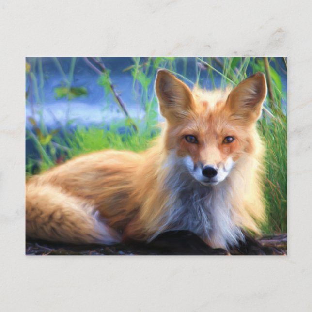 Red Fox Laying in the Grass Wildlife Image Postcard (Front)