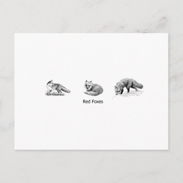 Red Fox Line Art (titled) Postcard (Front)