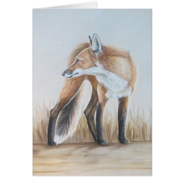 Red Fox Looking Back (Front)
