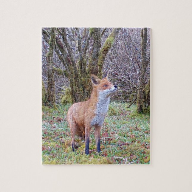 Red Fox Looking Up Jigsaw Puzzle (Vertical)