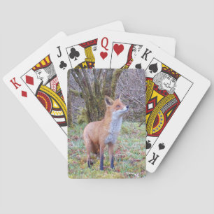 Red Fox Looking Up  Playing Cards
