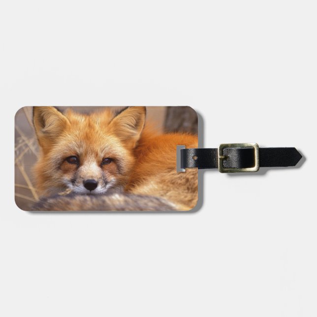 Red Fox Luggage Tag (Front Horizontal)