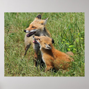 Red Fox Mama and Kit Poster
