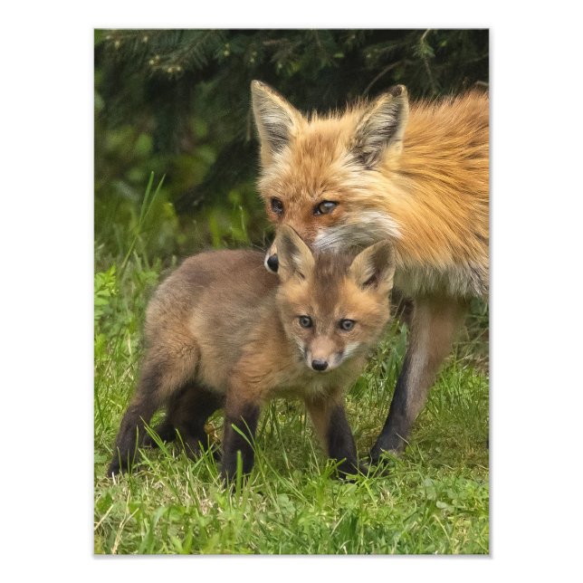 Red Fox Mother and Youngster Photo Print (Front)