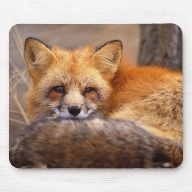 Red Fox Mouse Mat (Front)