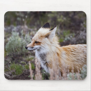 Red Fox Mouse Mat