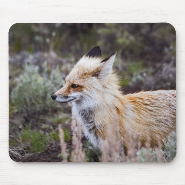 Red Fox Mouse Mat (Front)